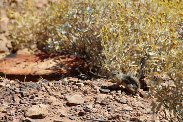 Desert squirrel surrounded by shrubs in Grand Canyon National Park