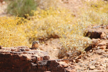 Desert squirrel on a rock in Grand Canyon National Park