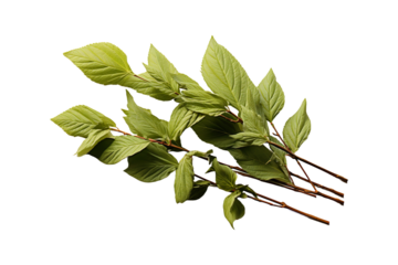 Dried Tulsi Leaves isolated on transparent background.
