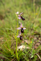 Ophrys catalaunica, orquídea abejera catalana