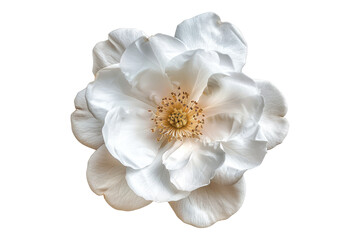 White flower isolated on transparent background.