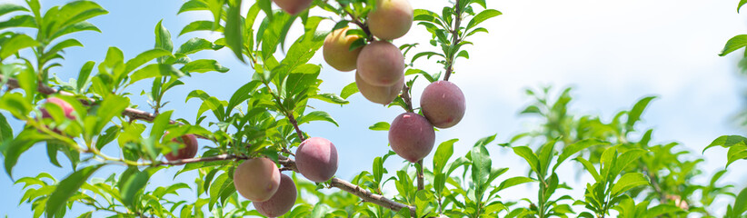 Panorama look up view ripe Chinese plum on tree branch with green foliage leaves under sunny cloud...