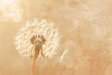 A Solitary Dandelion Seed in the Sun