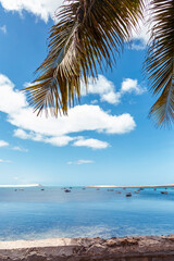 palm tree on the beach, Sal Rei, Boa Vista, Cape Verde