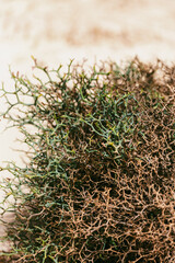 close up of a plant cladia, boa vista, cape verde