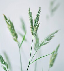 Close-up of Wheat or Barley Plant in a Blurred Background