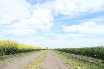 Pathway between growing plants in beautiful field