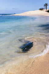 beach with died dolphin, Boa Vista, Cape Verde