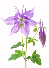 Vibrant Wildflower Display