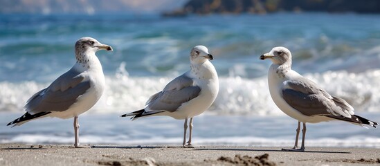 Seagulls Standing on Sandy Beach