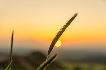 Ears of wheat in the foreground of the sunset