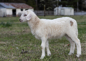 Young white lamb with a light brown spot