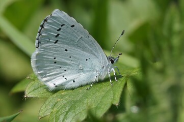 Closeup on the European blue butterfly, Celastrina argiolus, on a green leaf in the garden