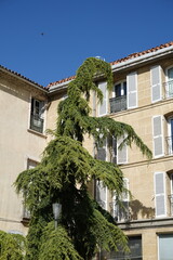 Céder de l'Himalaya devant un immeuble