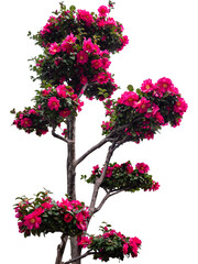 Japanese camellia on white background