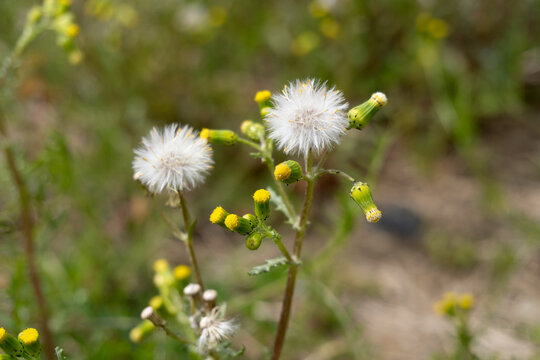 Close-up of Senecio vulgaris, known by the common name groundsel.