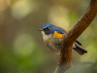 深い藪の奥でエサを探しているルリビタキの雄