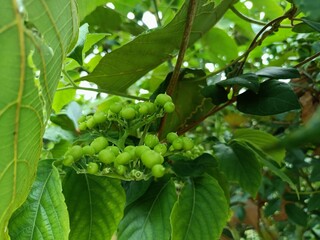 Image of beautiful green colored seeds