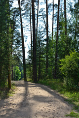 a dirt road through a forest with trees and sunlight  