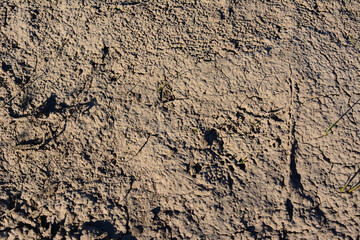 a brown mud surface with some growing plants top view