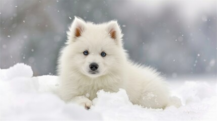 Adorable white samoyed puppy in snowdrift with mischievous look, exuding playfulness