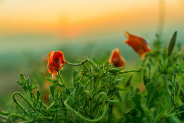 Red Poppy Flower Field Sunset Landscape