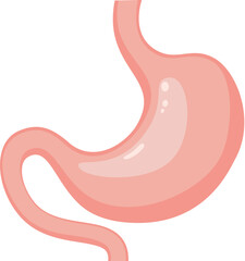Fototapeta premium vector stomach. internal human organ