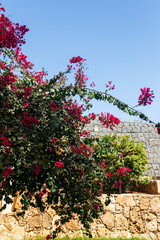 flowers in the garden, boa vista, cape verde, africa