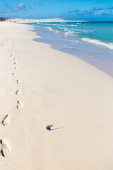 jellyfish on the beach, cape verde, boa vista