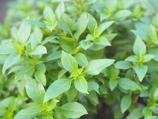 Sweet basil is light green with wide leaves while Thai basil has purple stems and flowers and spear-like leaves