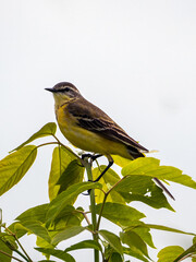 A female western yellow wagtail sitting on the top of a tree