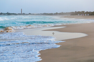 beach and ocean and crab, cape verde, boa vista