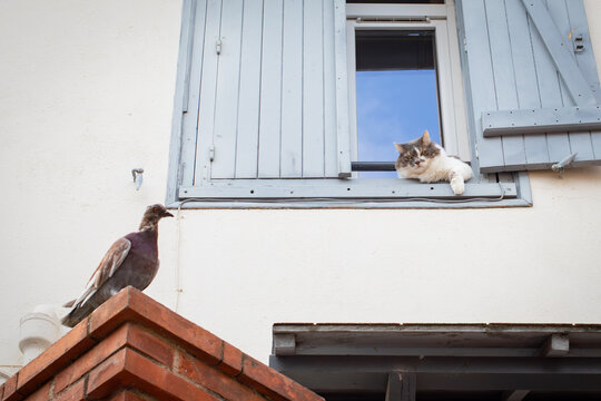 a caht lying on the window sill watches a pigeon sitting next to him