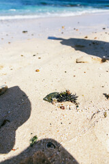sea urchin on the sand, Boa Vista, Cape Verde