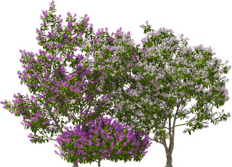 Obraz premium round-leaved lilac hq arch viz plant tree bush