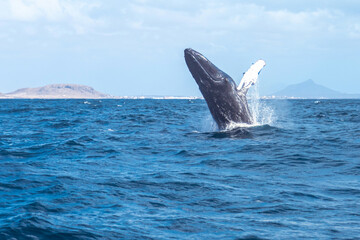 whale in the ocean, Boa Vista, Cape Verde © Alicja Wójcik