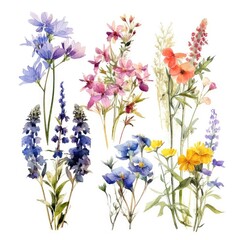 Fototapeta premium Wild flowers Arrangements Botanical, floral Wild flower on white background.