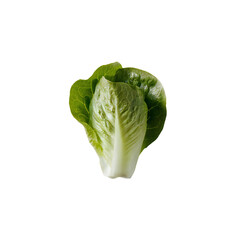 Fototapeta premium PNG Fresh Green Lettuce isolated on white background