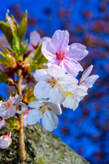 White and pink flowers of the sakura (wild cherry) tree against the blue sky in the garden, Ukraine