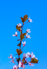 White and pink flowers of the sakura (wild cherry) tree against the blue sky in the garden, Ukraine
