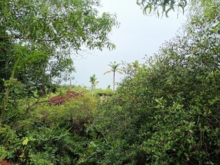 Views of the beautiful landscape of Kerala, India