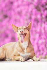 Front-facing portrait of a brown Andalusian Podenco dog lying down with a pink floral blurred background and copy space