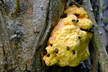Mushroom Laetiporus sulphureus  and a lot of insects Diaperis boleti  on it. Another names:...