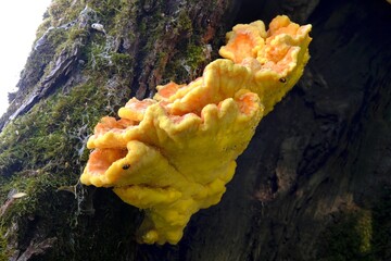 Laetiporus sulphureus is a species of bracket fungus. Its common names are crab-of-the-woods,...