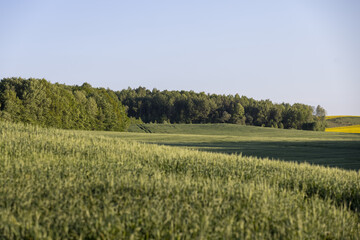 the first spikelets of wheat in windy weather in rural areas