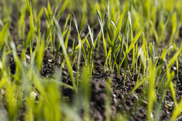 Obraz premium new rows of wheat in the field