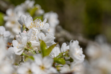 large inflorescences of white cherry blossoms in spring