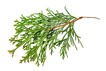 twigs of thuja emerald on a transparent isolated background. png