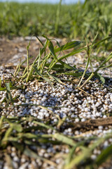 destruction of the wheat crop using a large amount of fertilizers