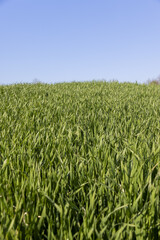 a green wheat field in the spring season